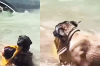 Watch: Dog Puts Life On The Line To Save Man From Landslide