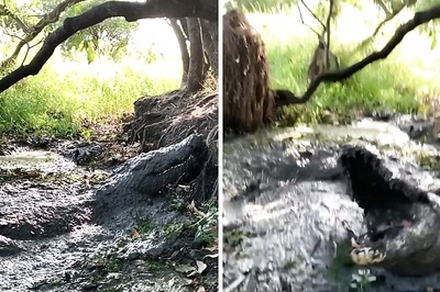 Bone-Chilling Video Of Crocodile Leaping Out Of Muddy Water Will Give You Goosebumps