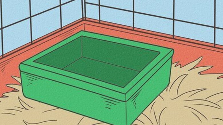 How to Potty Train Pet Rats