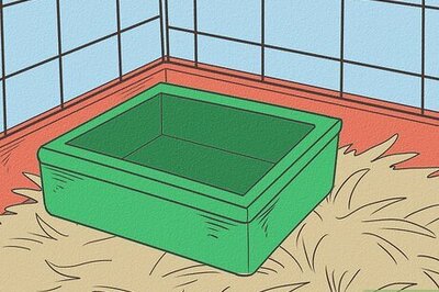 How to Potty Train Pet Rats