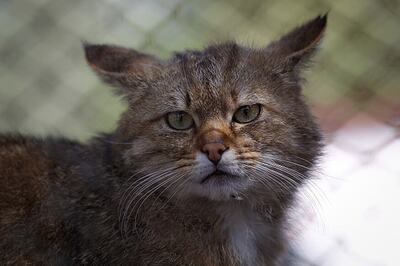 Scientists Hope to Inject Robo-Cat With AI to Help Seniors