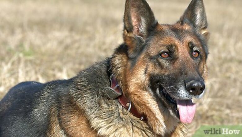 How to Measure Dog Collar Size