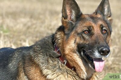 How to Measure Dog Collar Size