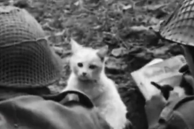 Throwback Gold: Humans and Cats Share An Unbreakable Bond And This Video Is Proof