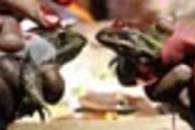 WB Farmers fight bad monsoon with frog marriage