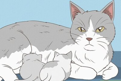 How to Feed a Newborn Kitten