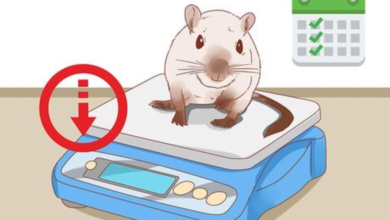 How to Diagnose Heart Failure in Gerbils