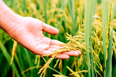 Opinion | Empowering India’s Future: The Promise of High-Yield, Resilient, Nutritious Crops