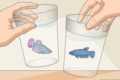 How to Keep Multiple Female Bettas in One Tank