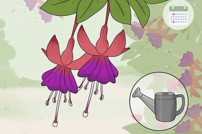 How to Overwinter Fuchsias