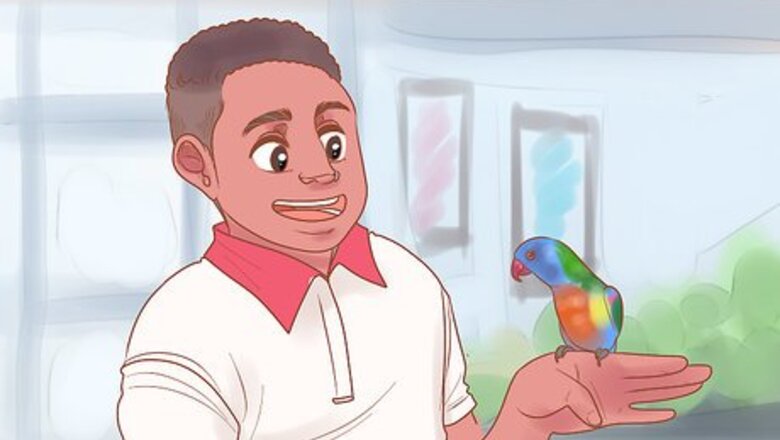 How to Know if Lories and Lorikeets Are Right for You
