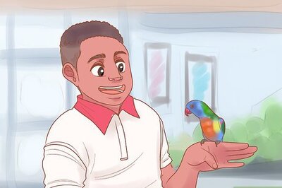How to Know if Lories and Lorikeets Are Right for You