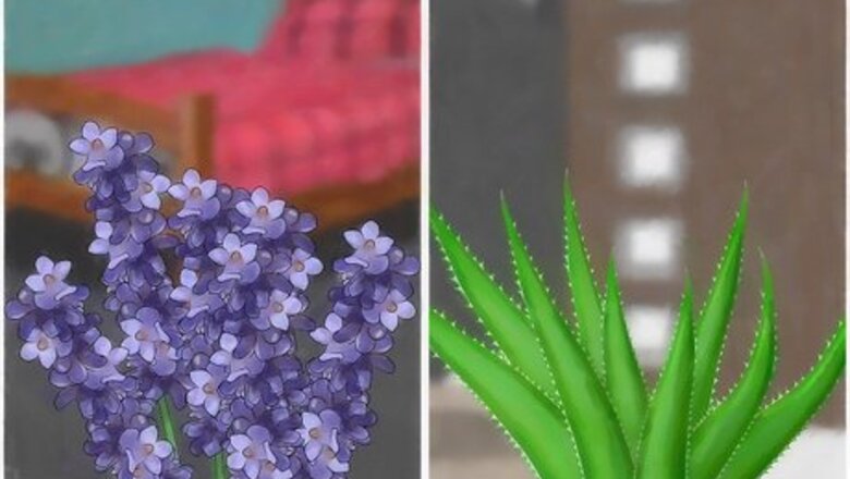 How to Place Houseplants Around Your Home