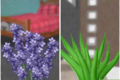 How to Place Houseplants Around Your Home