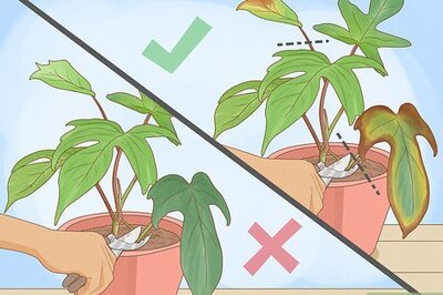 How to Prune Philodendron