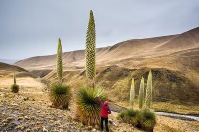 This Rare, Giant Plant, Found In The Mountains Of Peru And Bolivia, Blooms Once In 100 Years; Watch