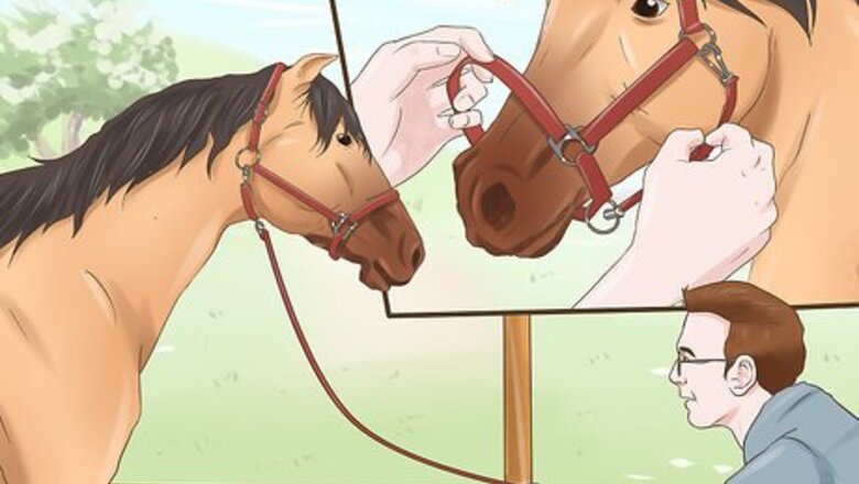 How to Bridle a Grumpy Horse