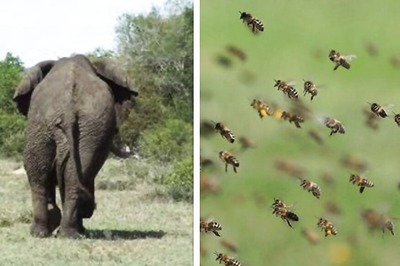 In South Africa, Bees Stop Elephants from Trampling Trees, Wiping Out Crops