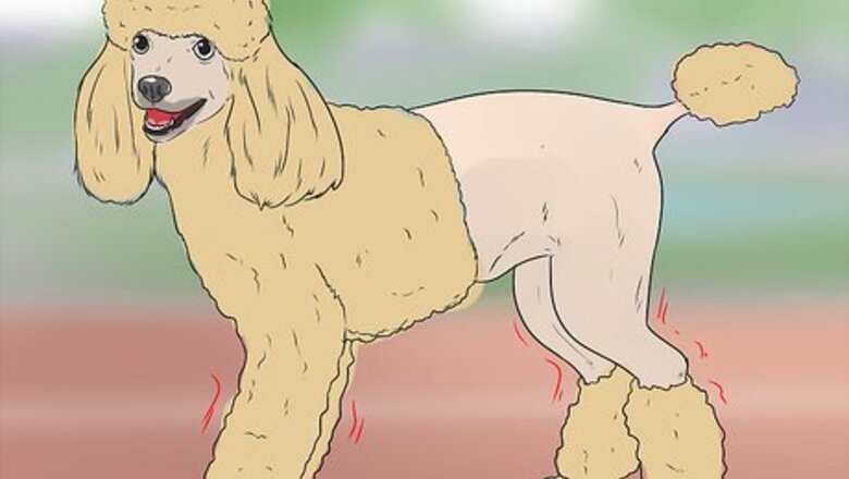 How to Diagnose Addison's Disease in Poodles
