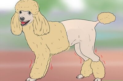 How to Diagnose Addison's Disease in Poodles