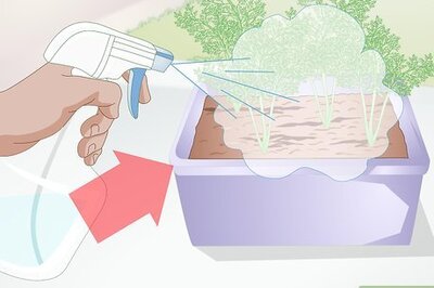 How to Stop Cats from Eating Indoor Plants