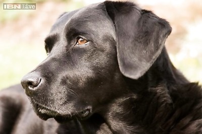Seattle dog takes solo trips to the park via city bus