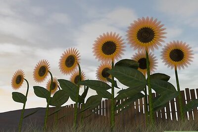 How to Harvest Sunflower Seeds