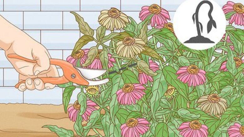 How to Prune Coneflowers