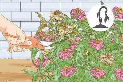 How to Prune Coneflowers