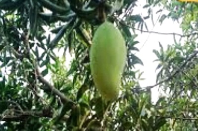 In This Telangana District, Mango Groves Thrive, But Farmers Struggle Without Local Markets