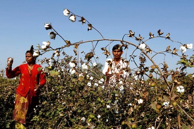 India Expects to Sell 1.5 Million Bales of Cotton to Bangladesh to Cut Record Closing Stock: CCI CMD