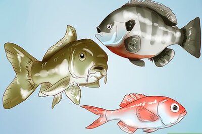 How to Make Fish Bait Without Worms