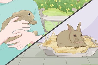 How to Care for a New Pet Rabbit