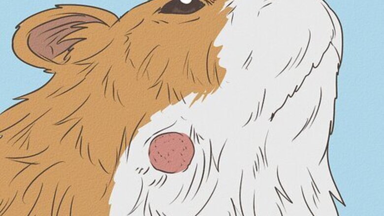 How to Diagnose Lumps in Guinea Pigs