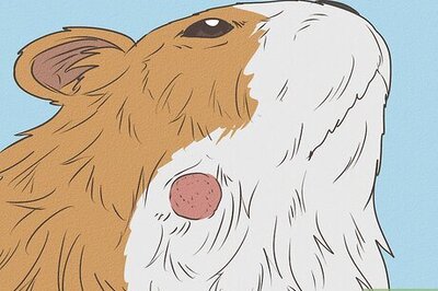 How to Diagnose Lumps in Guinea Pigs