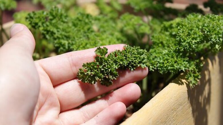 How to Air Dry Parsley