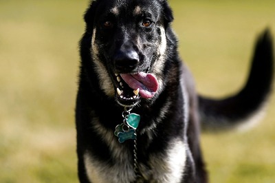 Mob of Students Beats Pregnant Dog to Death in South-east Delhi, Video Goes Viral on Internet