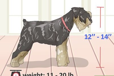 How to Identify a Miniature Schnauzer