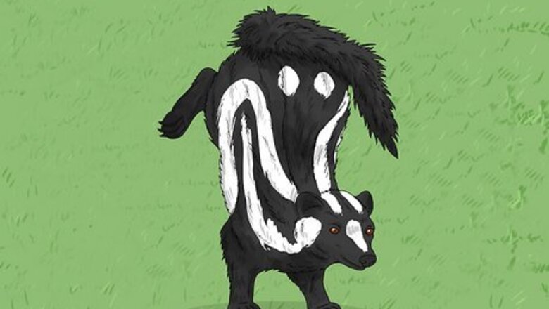 What Do Dreams About Skunks Mean?