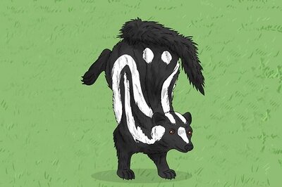 What Do Dreams About Skunks Mean?