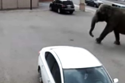 In Shocking Video, Elephant Creates Chaos After Escaping Circus