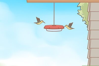 How to Hang a Hummingbird Feeder