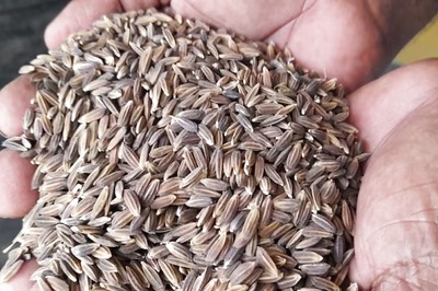 In Tamil Nadu's Thiruvarur, Farmer Cultivates Rice That's Believed To Fight Cancer