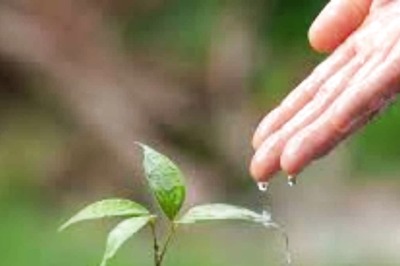 Extra Marks for Each Tree Planted: How Rajasthan's Green Drive Is Rewarding Students