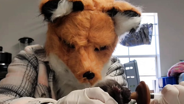This Video Of Wildlife Rescue Workers Wearing Fox Masks To Feed Cub Will Win Your Heart