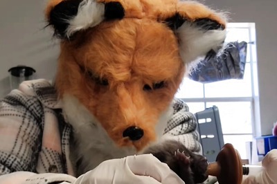 This Video Of Wildlife Rescue Workers Wearing Fox Masks To Feed Cub Will Win Your Heart