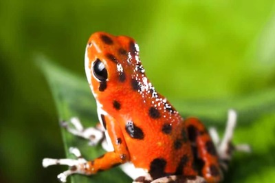 This Exotic Poisonous Frog, Found In Colombia, Costs Rs 2 Lakh