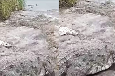 Nine Feet Long Crocodile Captured From A Farm In Telangana