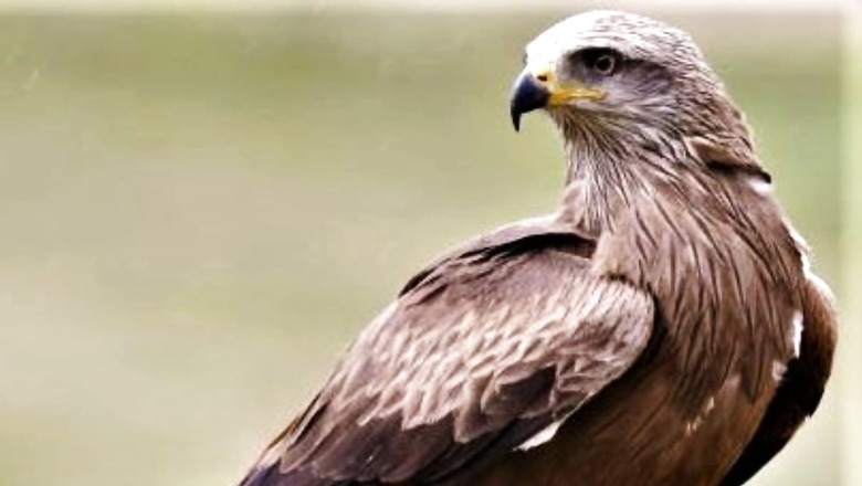 Bird Rescued from Prime Minister's Residence After it Collapsed Due to Dehydration