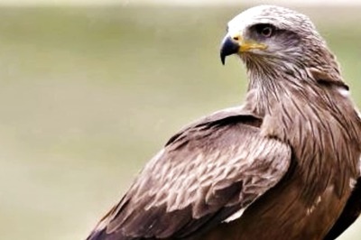 Bird Rescued from Prime Minister's Residence After it Collapsed Due to Dehydration